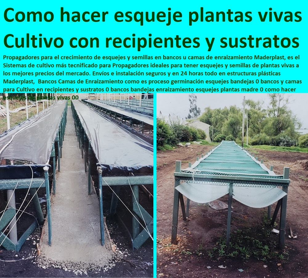 Bancos Camas de Enraizamiento como es proceso germinación esquejes bandejas 0 bancos y camas para Cultivo en recipientes y sustratos 0 bancos bandejas enraizamiento esquejes plantas madre 0 como hacer esquejes de plantas vivas INVERNADEROS, SEMILLEROS, BANCOS DE SIEMBRA, Hidroponía, Agricultura, Cosecha, Poscosecha, Tutores para Flores cable vía Bananas Aromáticas, Cultivos Tecnificados, 00 Bancos Camas de Enraizamiento como es proceso germinación esquejes bandejas 0 bancos y camas para Cultivo en recipientes y sustratos 0 bancos bandejas enraizamiento esquejes plantas madre 0 como hacer esquejes de plantas vivas 00